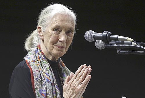 Jane Goodall, celebrated primatologist, has died